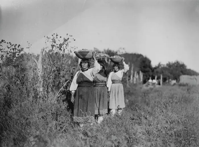 Framed Print : The Harvest-San Juan, c1905. Creator: Edward Sheriff Curtis Framed Print : The Harvest-San Juan, c1905. Creator: Edward Sheriff Curtis