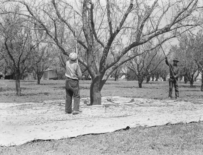 Framed Print : Harvesting on almond ranch, local day labor, near Walnut Creek, Contra Costa County, CA, 1939. Creator: Dorothea Lange Framed Print : Harvesting on almond ranch, local day labor, near Walnut Creek, Contra Costa County, CA, 1939. Creator: Dorothea Lange