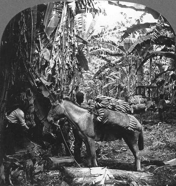 Harvesting bananas, Costa Rica, 1909