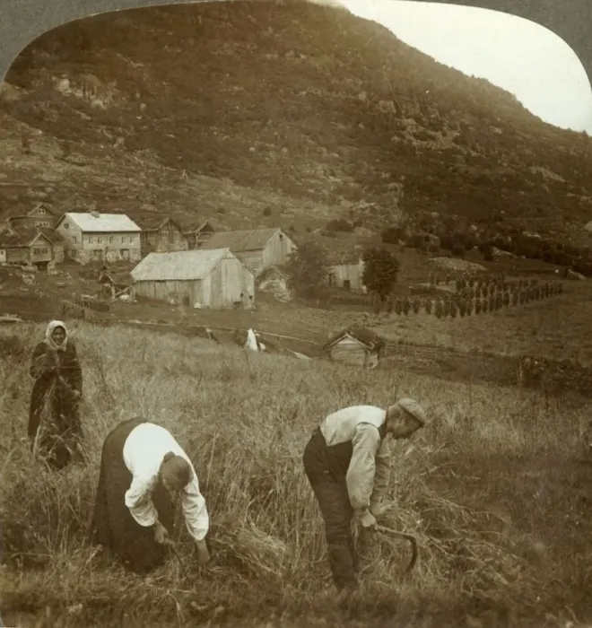 Framed Print : Harvesting barley on a Mindresunde farm in the valley near Olden, Norway, c1905 Framed Print : Harvesting barley on a Mindresunde farm in the valley near Olden, Norway, c1905