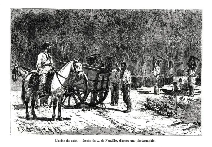 Framed Print : Harvesting the coffee, Brazil, 19th century. Artist: A de Neuville Framed Print : Harvesting the coffee, Brazil, 19th century. Artist: A de Neuville