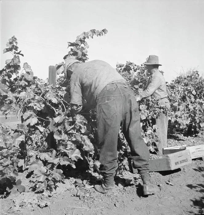 Framed Print : Harvesting grapes near La Monte [i.e. Lamont], Kern County, California, 1936. Creator: Dorothea Lange
