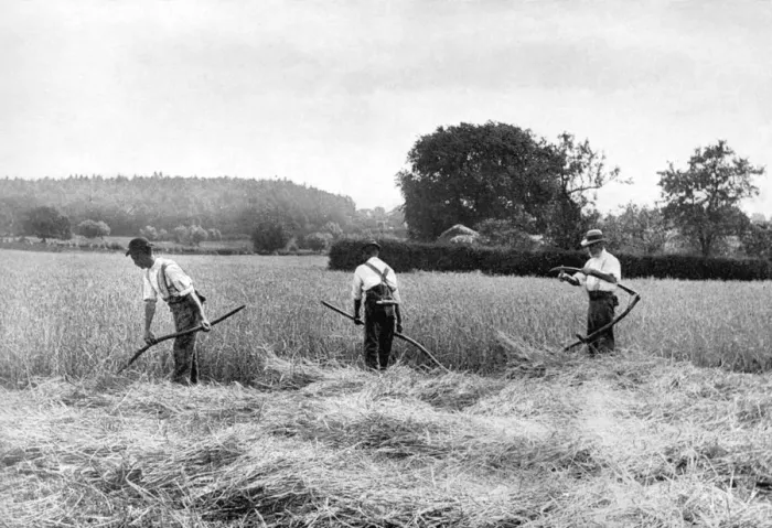 Framed Print : Harvesting hay, 1926 Framed Print : Harvesting hay, 1926
