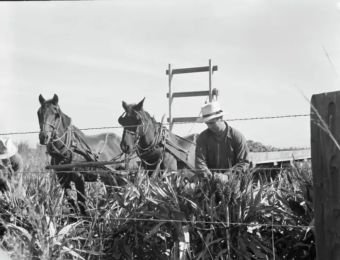 Framed Print : Harvesting milo maize, Tulare County, California, 1938. Creator: Dorothea Lange Framed Print : Harvesting milo maize, Tulare County, California, 1938. Creator: Dorothea Lange