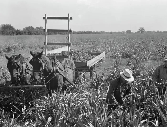 Framed Print : Harvesting milo maize, Tulare County, California, 1938. Creator: Dorothea Lange Framed Print : Harvesting milo maize, Tulare County, California, 1938. Creator: Dorothea Lange