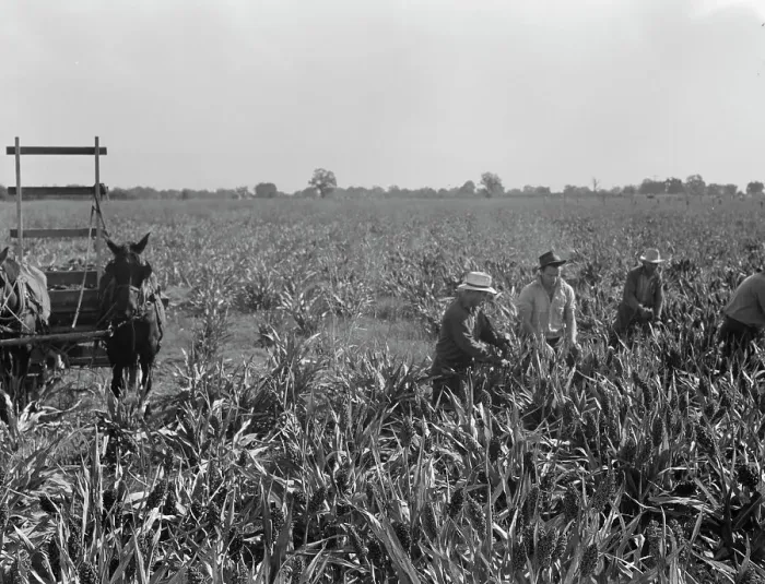Framed Print : Harvesting milo maize, Tulare County, California, 1938. Creator: Dorothea Lange