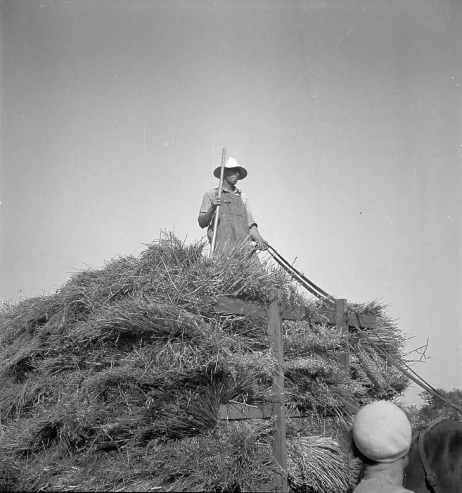 Framed Print : Harvesting oats, Clayton, Indiana, 1936. Creator: Dorothea Lange Framed Print : Harvesting oats, Clayton, Indiana, 1936. Creator: Dorothea Lange