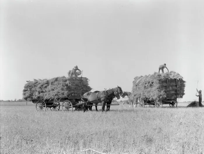 Framed Print : Harvesting oats, Clayton, Indiana, 1936. Creator: Dorothea Lange Framed Print : Harvesting oats, Clayton, Indiana, 1936. Creator: Dorothea Lange
