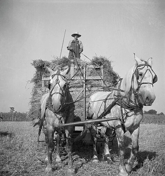 Harvesting oats, Clayton, Indiana, south of Indianapolis, 1936. Creator: Dorothea Lange