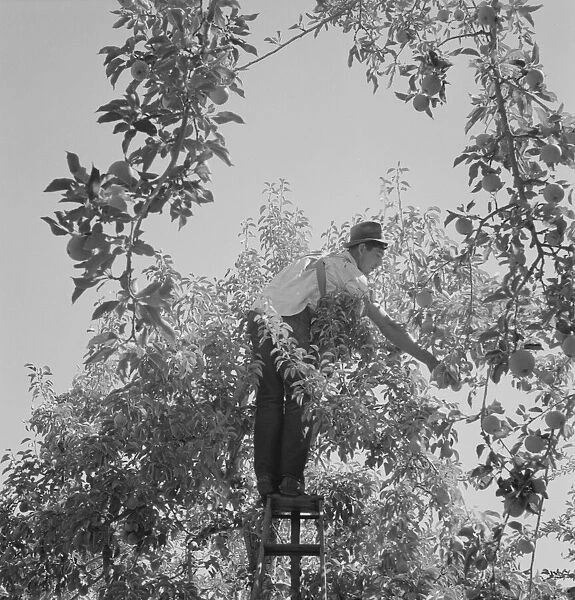 Harvesting pears requires agility and balance, Yakima Valley, Wahington, 1939. Creator: Dorothea Lange