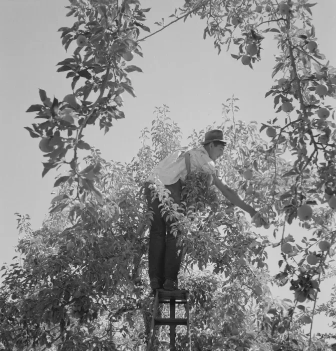 Framed Print : Harvesting pears requires agility and balance, Yakima Valley, Wahington, 1939. Creator: Dorothea Lange Framed Print : Harvesting pears requires agility and balance, Yakima Valley, Wahington, 1939. Creator: Dorothea Lange