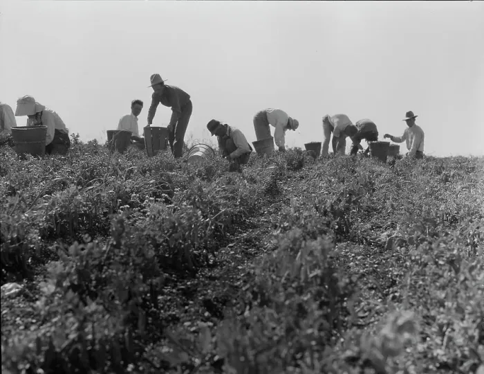 Framed Print : Harvesting peas requires large crews of migratory labor, Nipomo, California, 1937. Creator: Dorothea Lange Framed Print : Harvesting peas requires large crews of migratory labor, Nipomo, California, 1937. Creator: Dorothea Lange