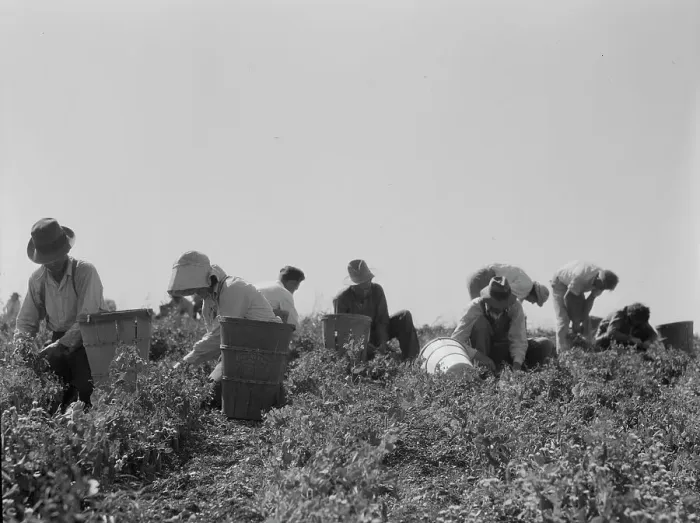 Framed Print : Harvesting peas requires...migratory labor, Nipomo, CA, 1937. Creator: Dorothea Lange Framed Print : Harvesting peas requires...migratory labor, Nipomo, CA, 1937. Creator: Dorothea Lange