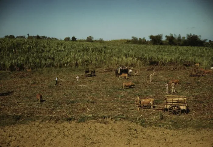 Framed Print : Harvesting sugar cane in a burned field, vicinity of Guanica, Puerto Rico. 1942. Creator: Jack Delano Framed Print : Harvesting sugar cane in a burned field, vicinity of Guanica, Puerto Rico. 1942. Creator: Jack Delano