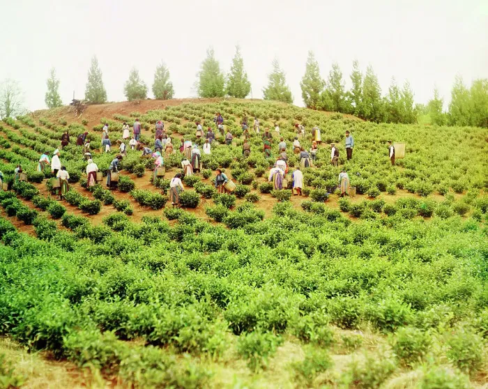 Framed Print : Harvesting tea: Group of Greek women, Caucasus [Chakva], between 1905 and 1915. Creator: Sergey Mikhaylovich Prokudin-Gorsky