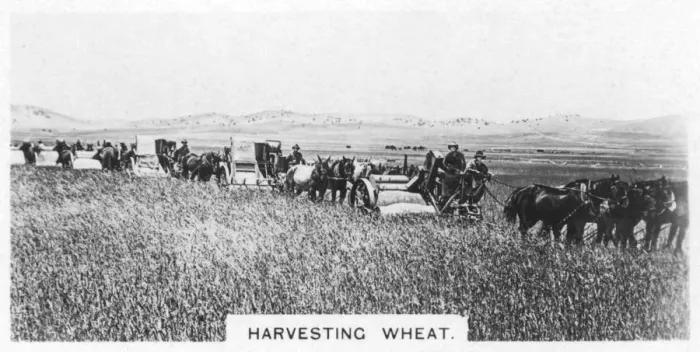 Framed Print : Harvesting wheat, Australia, 1928 Framed Print : Harvesting wheat, Australia, 1928