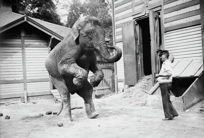 Framed Print : Hattie the elephant and Bill Snyder, between c1910 and c1915. Creator: Bain News Service Framed Print : Hattie the elephant and Bill Snyder, between c1910 and c1915. Creator: Bain News Service