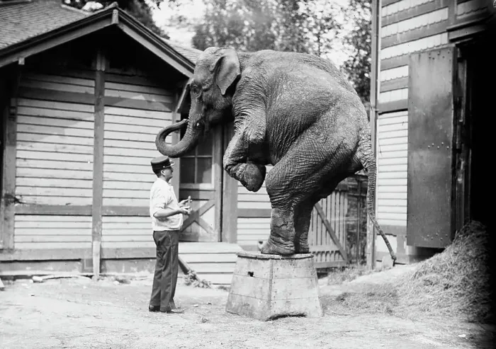Framed Print : Hattie the elephant and Bill Snyder, between c1910 and c1915. Creator: Bain News Service Framed Print : Hattie the elephant and Bill Snyder, between c1910 and c1915. Creator: Bain News Service