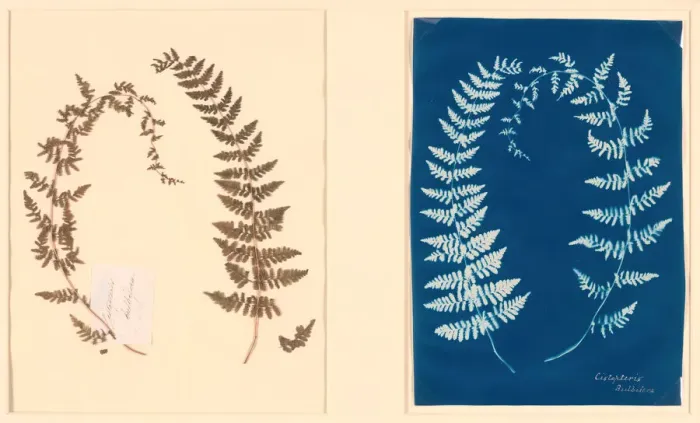 Framed Print : From the Hatton Fern Album, c. 1850. Creator: Anon Framed Print : From the Hatton Fern Album, c. 1850. Creator: Anon