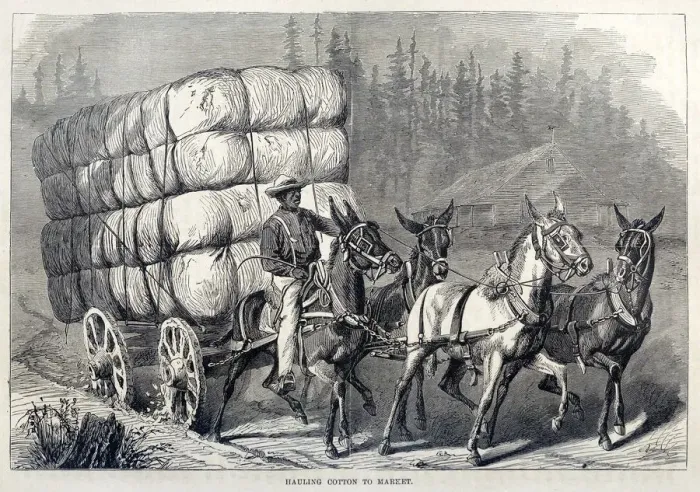 Framed Print : Hauling Cotton to Market, from One Hundred Years Progress of the United States, pub Framed Print : Hauling Cotton to Market, from One Hundred Years Progress of the United States, pub