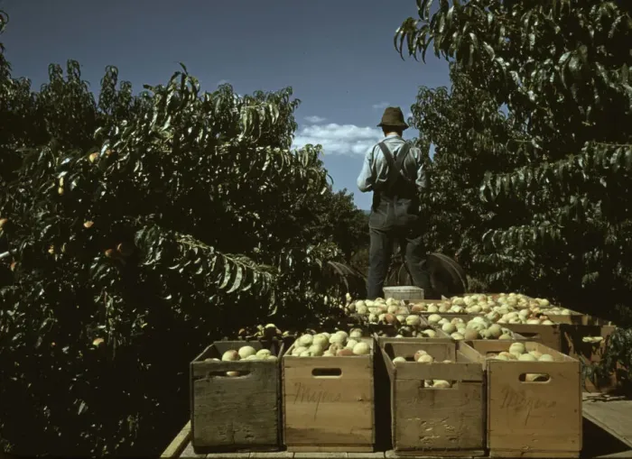 Framed Print : Hauling crates of peaches from the orchard to the shipping shed, Delta County, Colo. 1940. Creator: Russell Lee Framed Print : Hauling crates of peaches from the orchard to the shipping shed, Delta County, Colo. 1940. Creator: Russell Lee