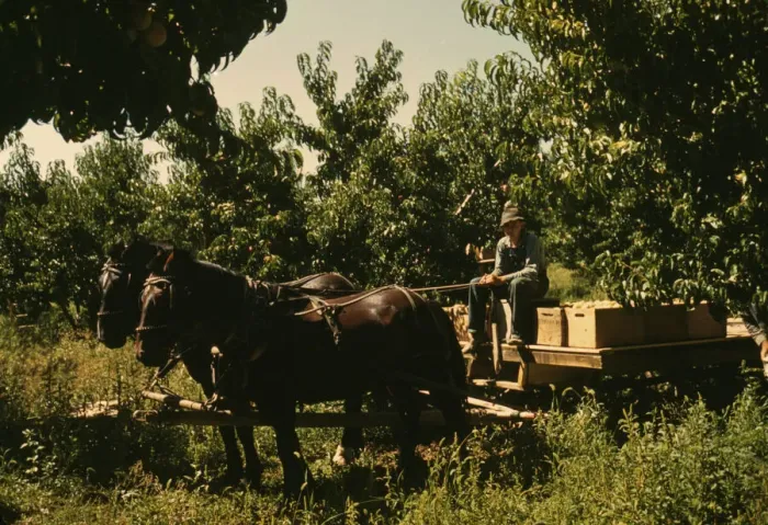 Framed Print : Hauling crates of peaches from the orchard to the shipping shed, Delta County, Colo. 1940. Creator: Russell Lee Framed Print : Hauling crates of peaches from the orchard to the shipping shed, Delta County, Colo. 1940. Creator: Russell Lee