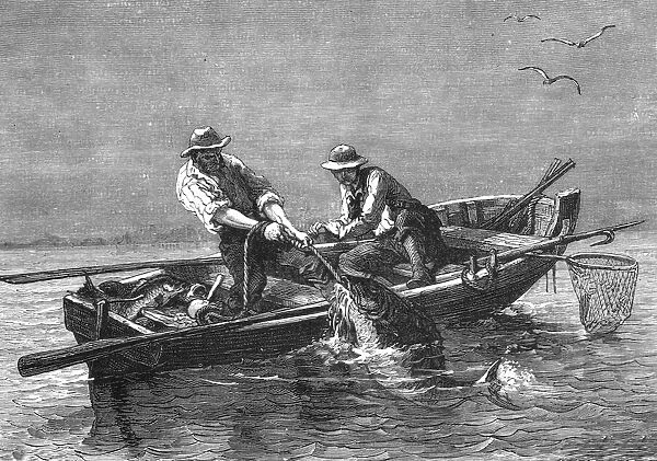 Hauling in a Drum-Fish; A Flying Visit to Florida, 1875. Creator: Thomas Mayne Reid