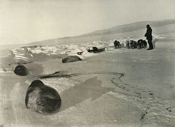 Hauling Seal Meat for the Winter Quarters, c1908, (1909)