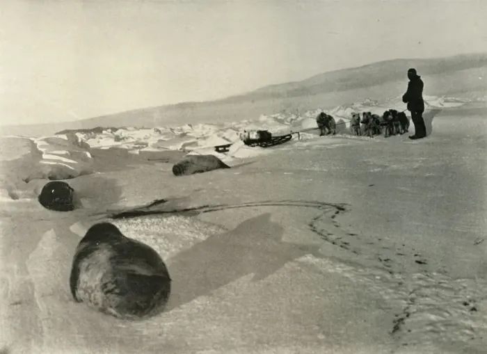 Framed Print : Hauling Seal Meat for the Winter Quarters, c1908, (1909) Framed Print : Hauling Seal Meat for the Winter Quarters, c1908, (1909)