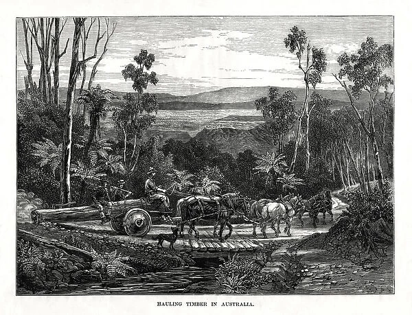 Hauling timber, Australia, 1877