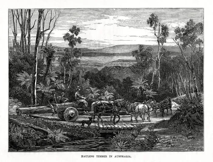 Framed Print : Hauling timber, Australia, 1877 Framed Print : Hauling timber, Australia, 1877