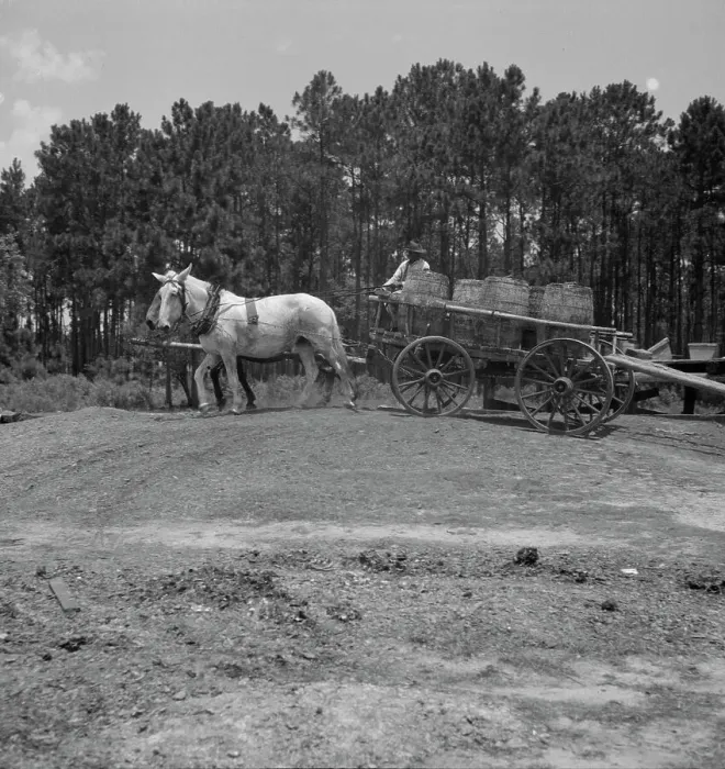 Framed Print : Hauling turpentine gum from the woods to the still near Homerville, Georgia, 1937. Creator: Dorothea Lange Framed Print : Hauling turpentine gum from the woods to the still near Homerville, Georgia, 1937. Creator: Dorothea Lange