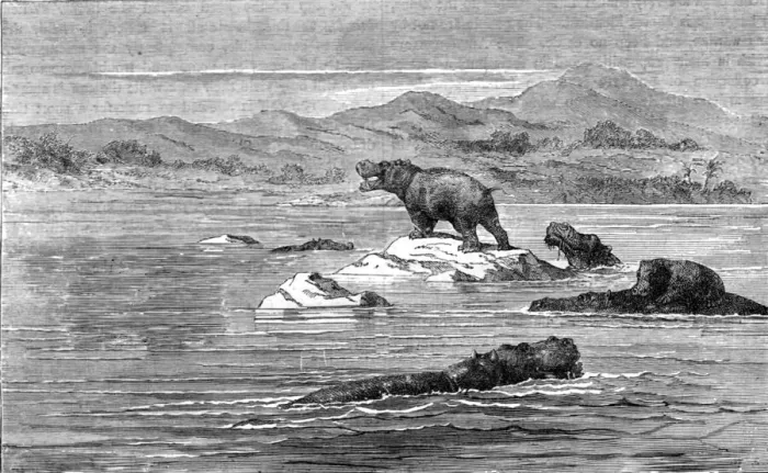 Framed Print : The Haunt of the Sea-Cow; Life in a South African Colony, 1875. Creator: Unknown Framed Print : The Haunt of the Sea-Cow; Life in a South African Colony, 1875. Creator: Unknown