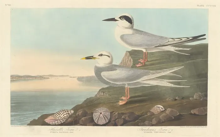 Framed Print : Havells Tern and Trudeaus Tern, 1838. Creator: Robert Havell Framed Print : Havells Tern and Trudeaus Tern, 1838. Creator: Robert Havell