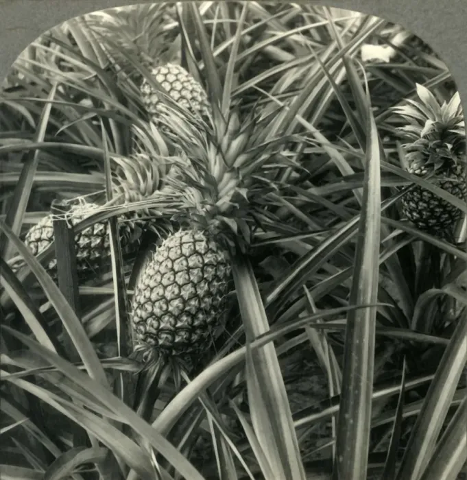 Framed Print : Hawaiian Pineapple, the King of Fruits, Ready for Picking, c1930s. Creator: Unknown Framed Print : Hawaiian Pineapple, the King of Fruits, Ready for Picking, c1930s. Creator: Unknown