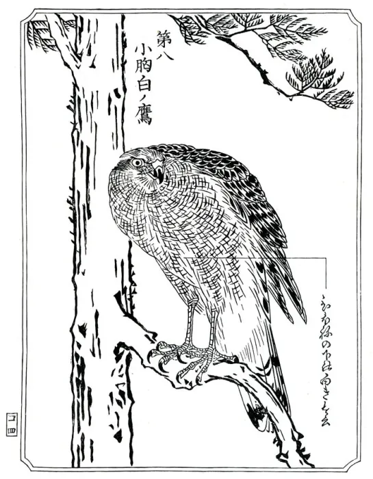 Framed Print : A hawk, 1898. Artist: Kawanabe Kyosai Framed Print : A hawk, 1898. Artist: Kawanabe Kyosai