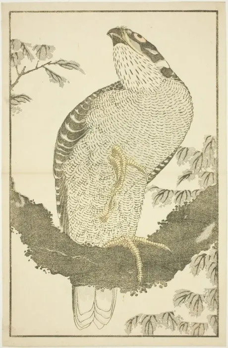 Framed Print : Hawk, from The Picture Book of Realistic Paintings of Hokusai (Hokusai shashin gafu) Framed Print : Hawk, from The Picture Book of Realistic Paintings of Hokusai (Hokusai shashin gafu)