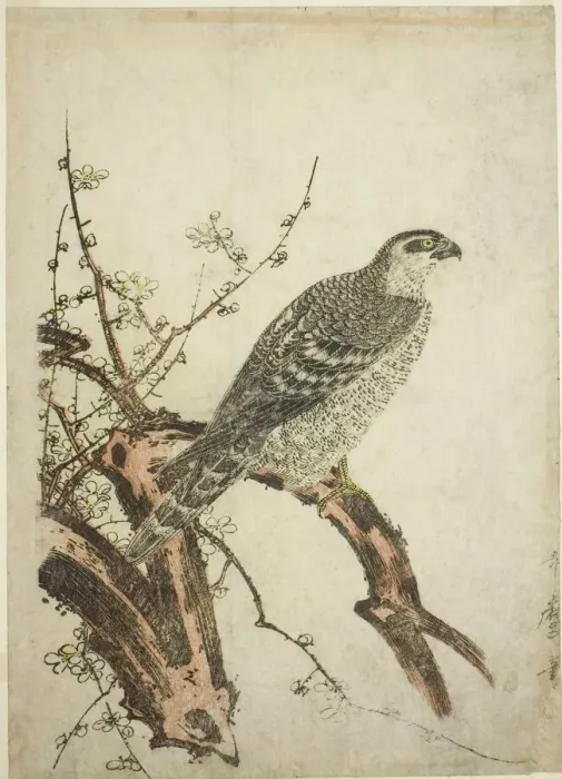 Framed Print : Hawk on a Plum Branch, Japan, c. 1796 / 1804. Creator: Kitagawa Utamaro Framed Print : Hawk on a Plum Branch, Japan, c. 1796 / 1804. Creator: Kitagawa Utamaro