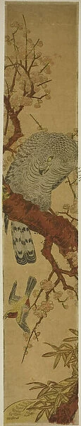 Hawk on Plum Branch Looking Down at Fleeing Bird, c. 1775. Creator: Isoda Koryusai