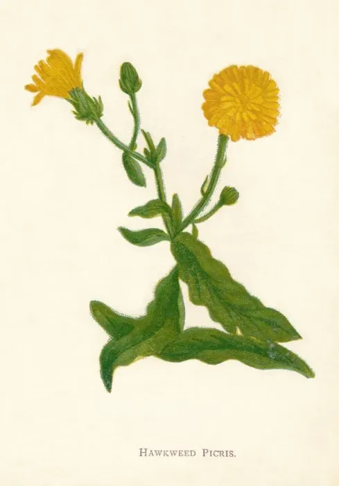 Framed Print : Hawkweed Picris, c1891, (1891). Artist: Anne Pratt Framed Print : Hawkweed Picris, c1891, (1891). Artist: Anne Pratt