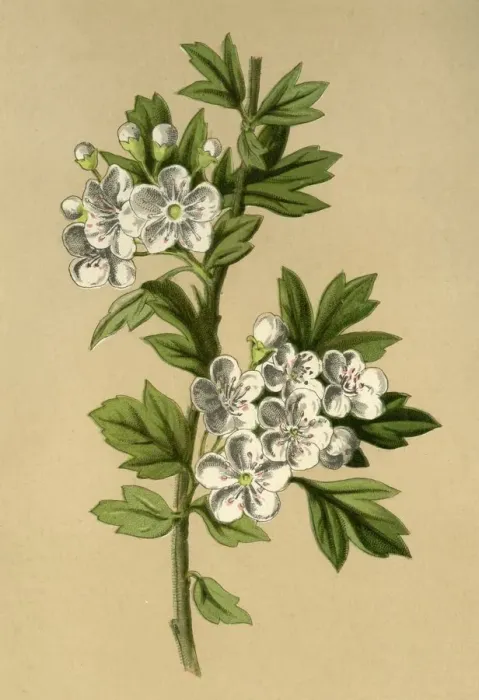 Framed Print : Hawthorn, 1877. Creator: Frederick Edward Hulme Framed Print : Hawthorn, 1877. Creator: Frederick Edward Hulme