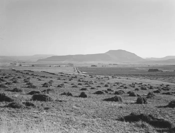 Framed Print : Hay and clover, pasture land, corn land, grain land, Sunset Valley, Malheur County, Oregon, 1939. Creator: Dorothea Lange Framed Print : Hay and clover, pasture land, corn land, grain land, Sunset Valley, Malheur County, Oregon, 1939. Creator: Dorothea Lange
