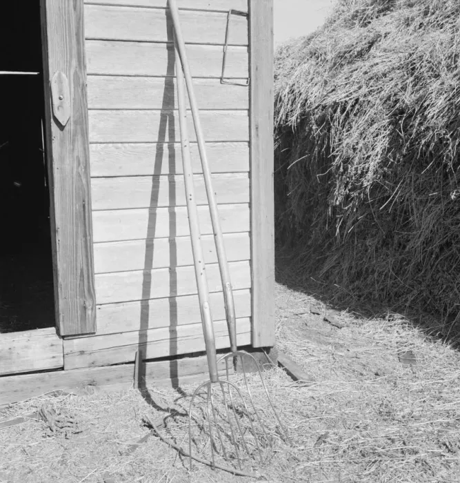 Framed Print : Hay forks, Northern Oregon farm, Morrow County, Oregon, 1939. Creator: Dorothea Lange Framed Print : Hay forks, Northern Oregon farm, Morrow County, Oregon, 1939. Creator: Dorothea Lange