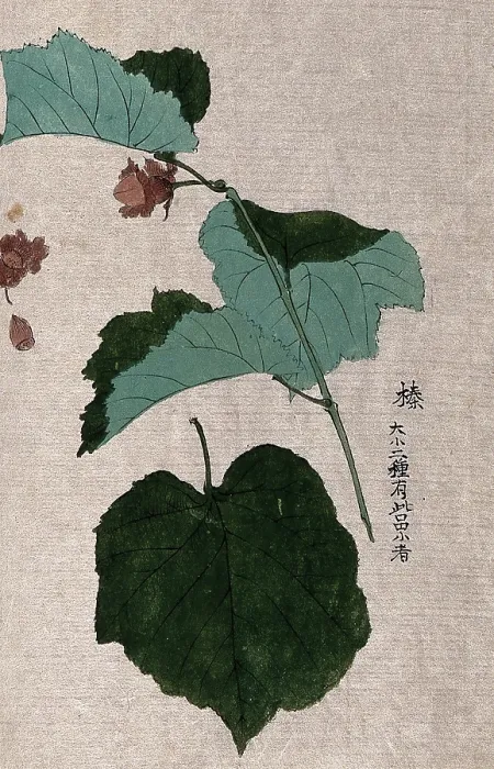 Framed Print : A hazel or filbert plant (Corylus species): fruiting branch with separate nut and leaf. Creator: Unknown Framed Print : A hazel or filbert plant (Corylus species): fruiting branch with separate nut and leaf. Creator: Unknown