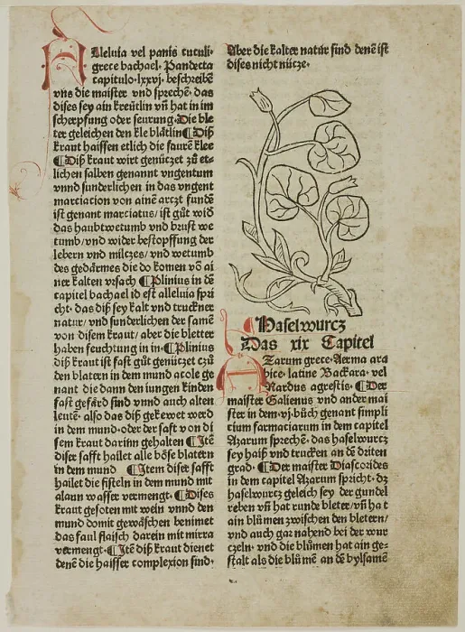 Framed Print : Hazelwort from Gart der Gesundheit (Garden of Health), Plate 16...1487...assembled 1929. Creators: Unknown, Konrad Dinckmut, Johannes de Cuba, Wilhelm Ludwig Schreiber Framed Print : Hazelwort from Gart der Gesundheit (Garden of Health), Plate 16...1487...assembled 1929. Creators: Unknown, Konrad Dinckmut, Johannes de Cuba, Wilhelm Ludwig Schreiber