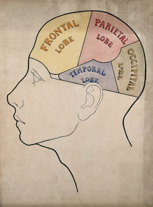 Framed Print : Head of a backward boy divided into four cerebral lobes: profile, c1900. Creator: Bernard Hollander Framed Print : Head of a backward boy divided into four cerebral lobes: profile, c1900. Creator: Bernard Hollander