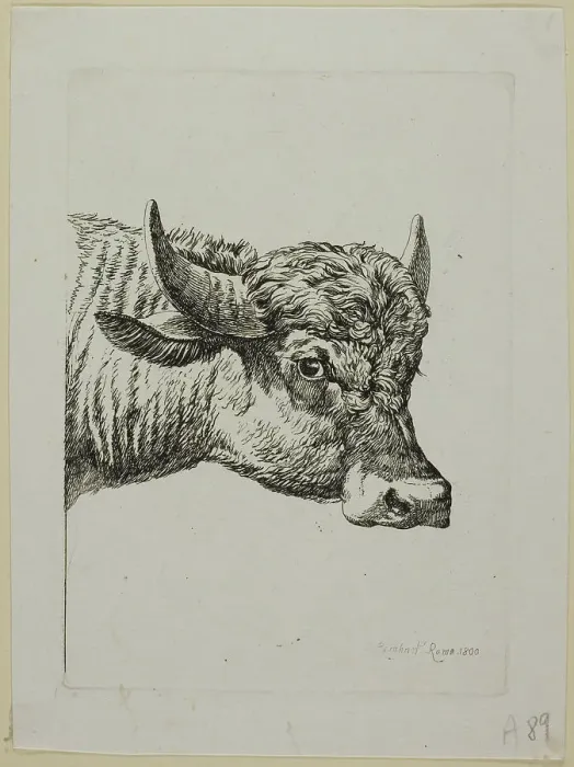 Framed Print : Head of a Buffalo, from Die Zweite Thierfolge, 1800. Creator: Johann Christian Reinhart Framed Print : Head of a Buffalo, from Die Zweite Thierfolge, 1800. Creator: Johann Christian Reinhart