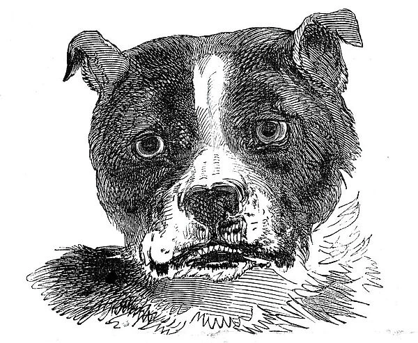 Head of the Bull Dog, 1844. Creator: Unknown