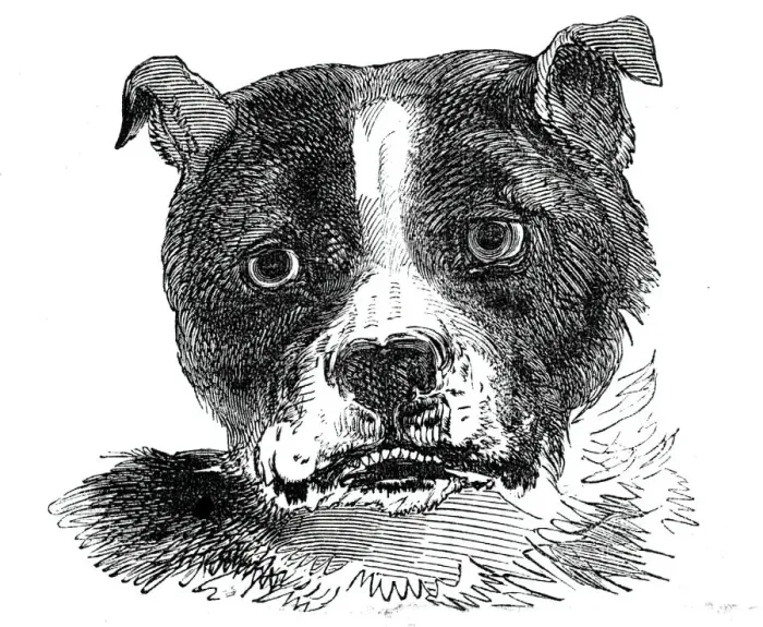 Framed Print : Head of the Bull Dog, 1844. Creator: Unknown Framed Print : Head of the Bull Dog, 1844. Creator: Unknown