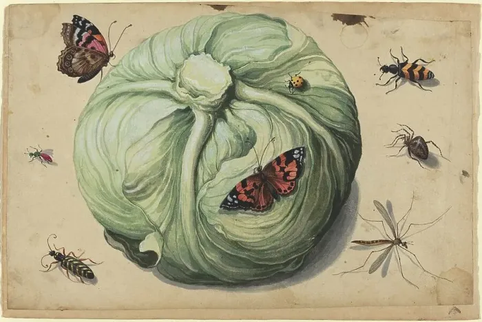 Framed Print : Head of Cabbage with Insects, early 17th century. Creator: Unknown Framed Print : Head of Cabbage with Insects, early 17th century. Creator: Unknown